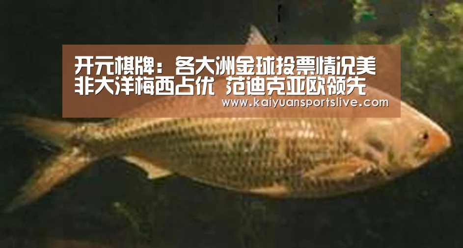 开元棋牌:各大洲金球投票情况美非大洋梅西占优 范迪克亚欧领先(图1) 开元登录